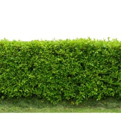 Jardim com cercas-vivas densas ajudando a reduzir poeira vinda da rua