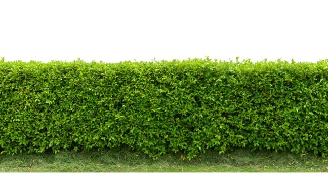 Jardim com cercas-vivas densas ajudando a reduzir poeira vinda da rua