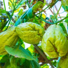 O ideal é que o broto tenha entre 5 e 10 centímetros - Créditos: depositphotos.com / KobchaiMa