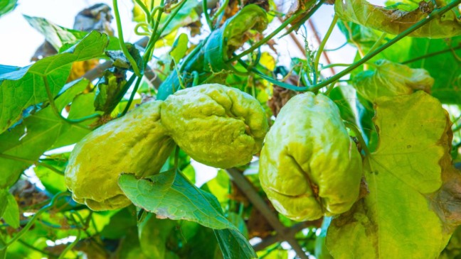 O ideal é que o broto tenha entre 5 e 10 centímetros - Créditos: depositphotos.com / KobchaiMa