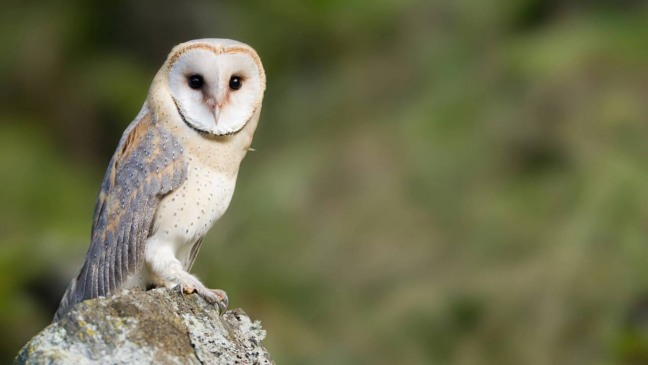 Em determinadas épocas do ano, especialmente no período de acasalamento - Créditos: depositphotos.com / mzphoto