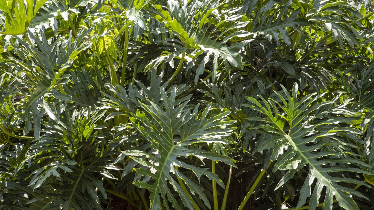 A costela-de-ad&atilde;o cria impacto visual e deixa o ambiente mais acolhedor