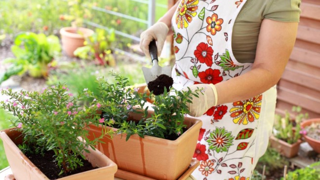 rotina de cuidados com as plantas
