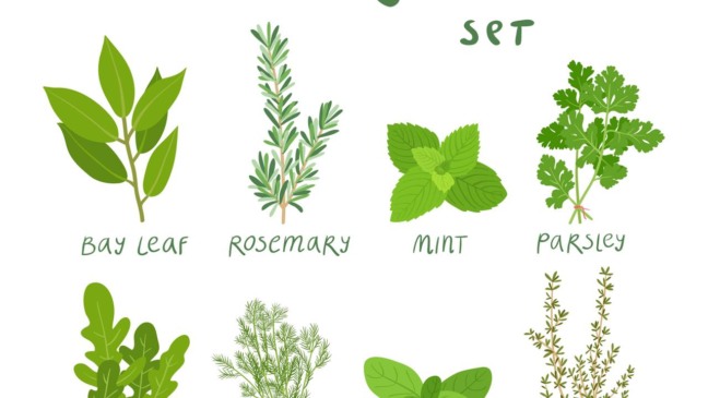 Ervas aromáticas cultivadas em vasos na cozinha com luz natural