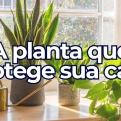 A planta que atrai proteção contra inveja no auge do verão