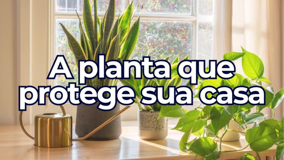 A planta que atrai proteção contra inveja no auge do verão A planta que atrai proteção contra inveja no auge do verão