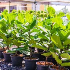 Como plantar Ficus Lyrata em vaso grande e deixar seu ambiente mais elegante