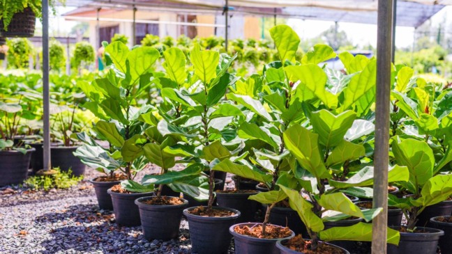 Como plantar Ficus Lyrata em vaso grande e deixar seu ambiente mais elegante
