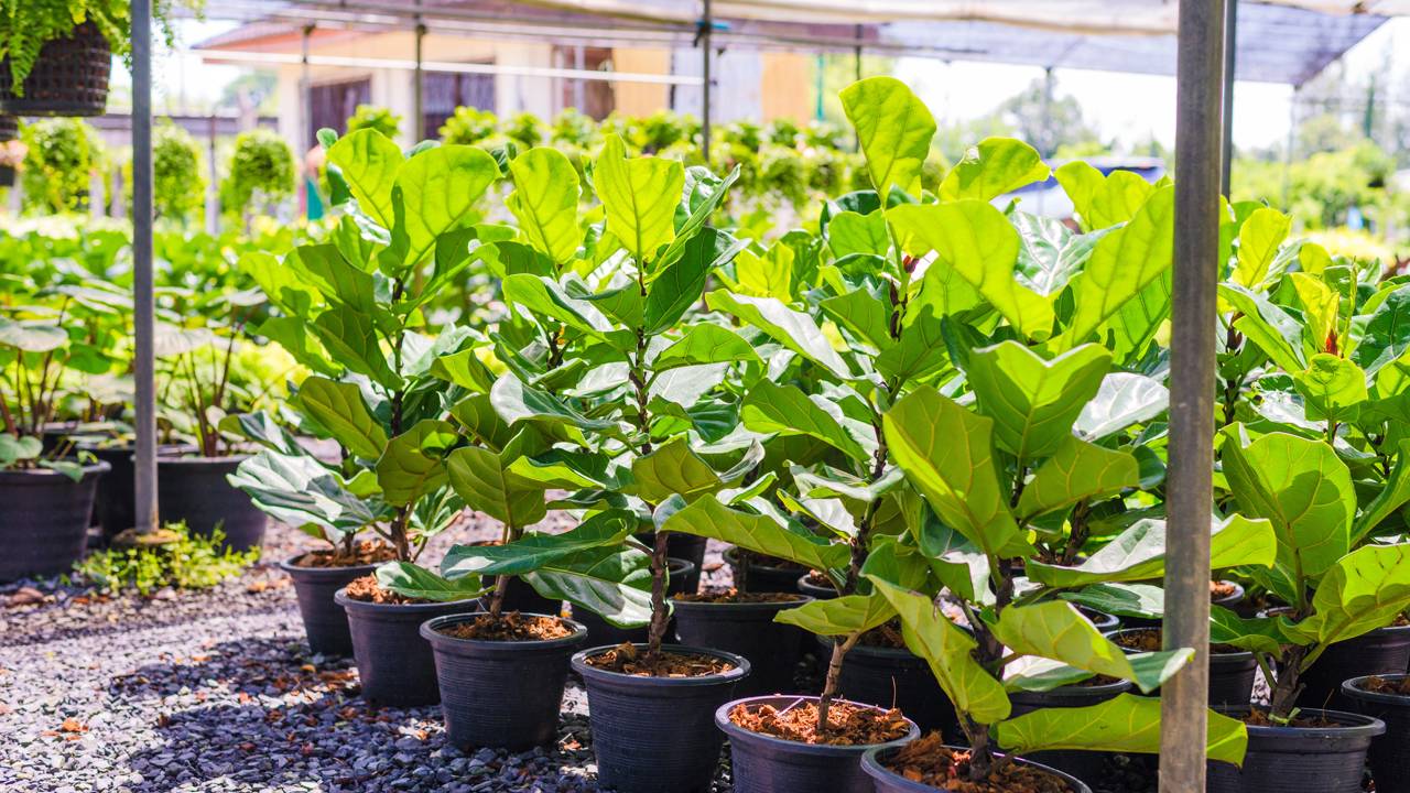 Como plantar Ficus Lyrata em vaso grande e deixar seu ambiente mais elegante