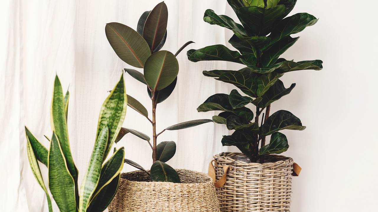 Como plantar Ficus Lyrata em vaso grande e deixar seu ambiente mais elegante

