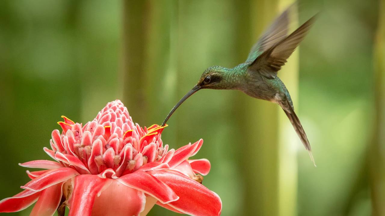 Beija-flor pairando no ar enquanto se alimenta do néctar de uma flor tubular, realizando a polinização natural.