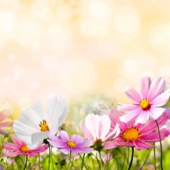 Flores que florescem o ano inteiro usadas para manter o jardim sempre colorido.