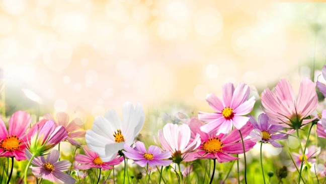 Flores que florescem o ano inteiro usadas para manter o jardim sempre colorido.