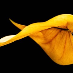 Observar cor, textura e formato das folhas ajuda a identificar se a planta está realmente saudável ou precisa de ajustes nos cuidados