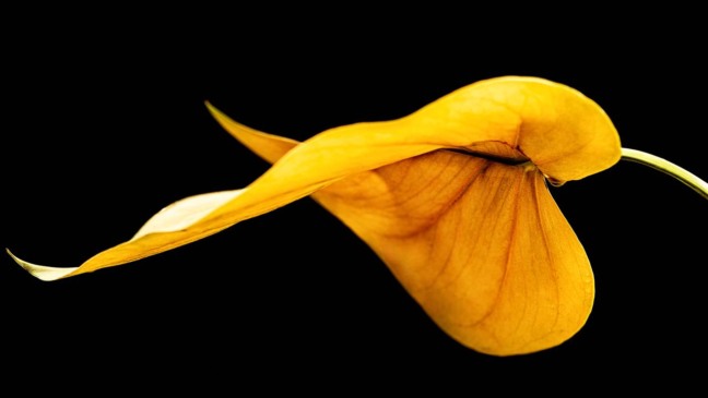 Observar cor, textura e formato das folhas ajuda a identificar se a planta está realmente saudável ou precisa de ajustes nos cuidados