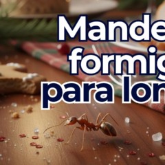 Tenha uma ceia de Natal tranquila com as formigas bem longe da mesa