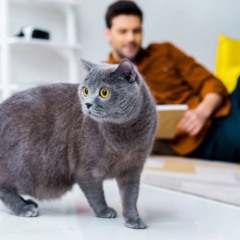 Muitos gatos seguem seus tutores como forma de manter proximidade e previsibilidade no ambiente.