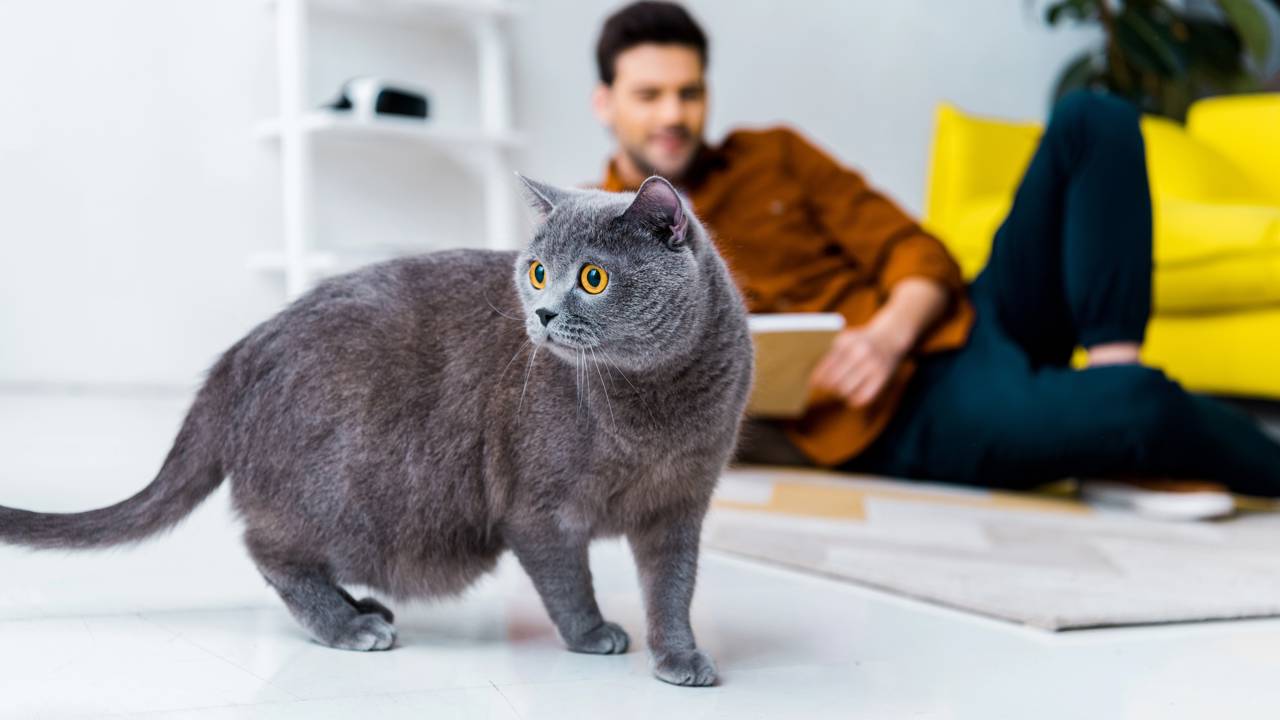 Ra&ccedil;as mais soci&aacute;veis costumam vocalizar com maior frequ&ecirc;ncia no conv&iacute;vio di&aacute;rio