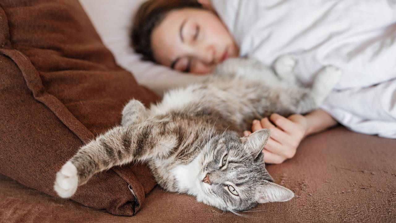 Gato deitado perto do tutor demonstrando confian&ccedil;a e relaxamento