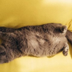 Gato tirando uma soneca