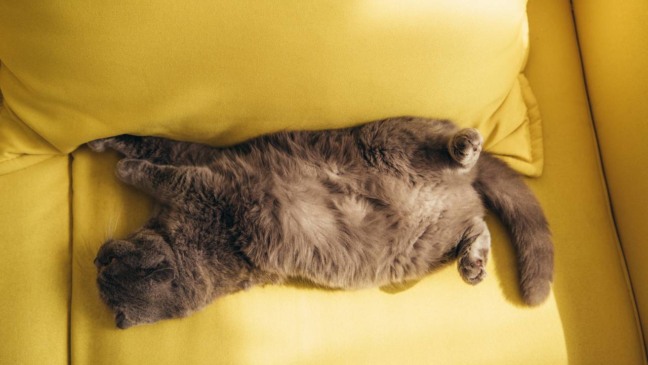 Gato tirando uma soneca