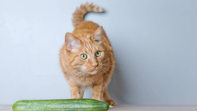 Reação de fuga de um gato causada pelo efeito surpresa de um objeto inesperado