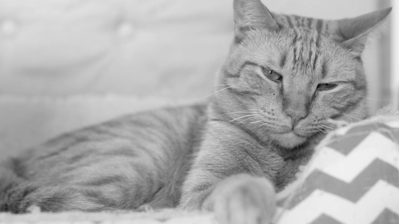 O gato pode estar entediado.