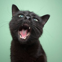 Gato miando em ambiente interno, representando a vocalização como forma de comunicação com humanos