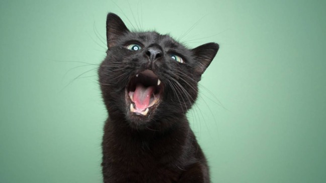 Gato miando em ambiente interno, representando a vocalização como forma de comunicação com humanos