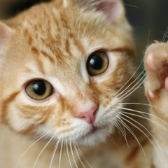 Gato em ambiente calmo emitindo ronronar, vibração associada à comunicação e a benefícios físicos do animal.