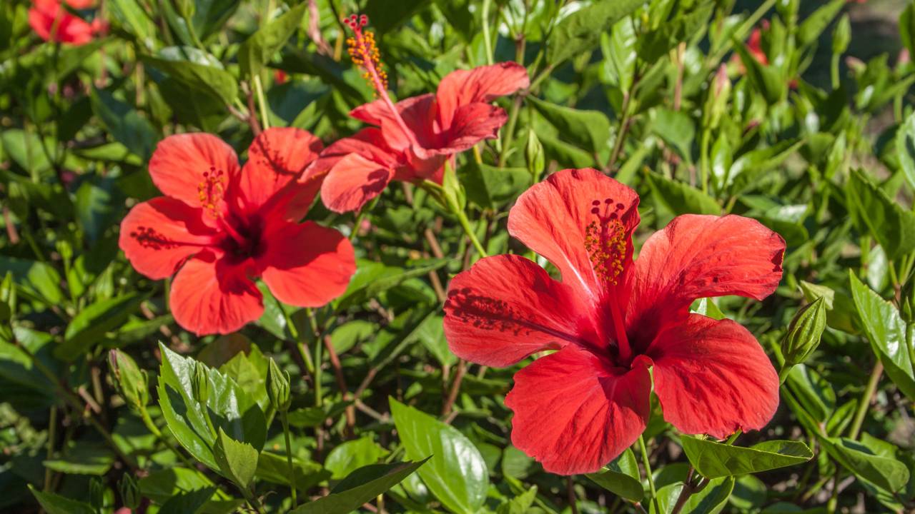 Plantas resistentes ao calor que florescem no verão e deixam sua casa linda