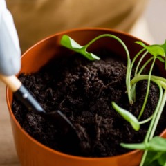Ervas perenes cultivadas em canteiro, como alecrim, or&eacute;gano e tomilho