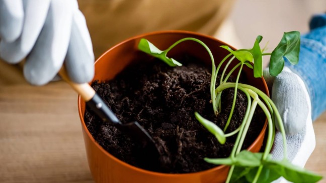Ervas perenes cultivadas em canteiro, como alecrim, orégano e tomilho
