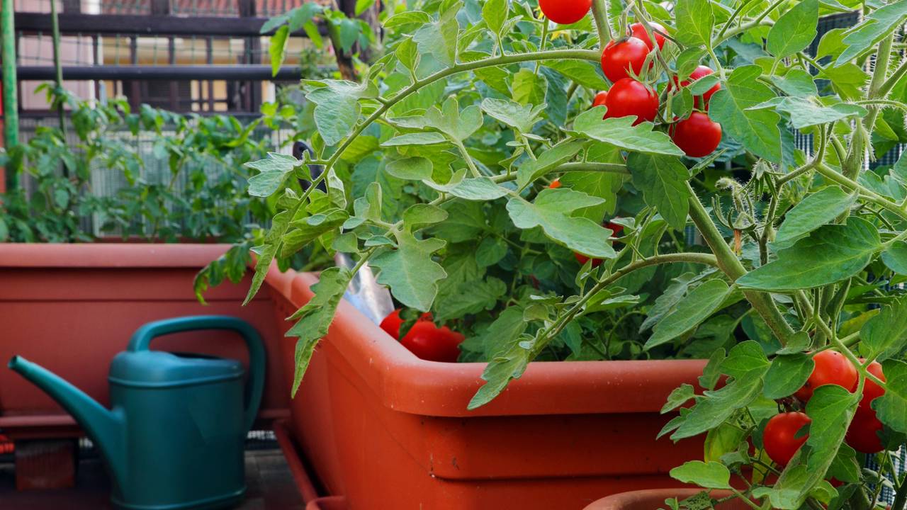 Pequena plantação de tomate em apartamento 
