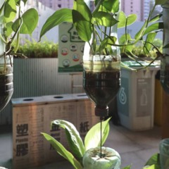 Transforme garrafas PET em horta e colha hortaliças frescas mesmo em espaços apertados