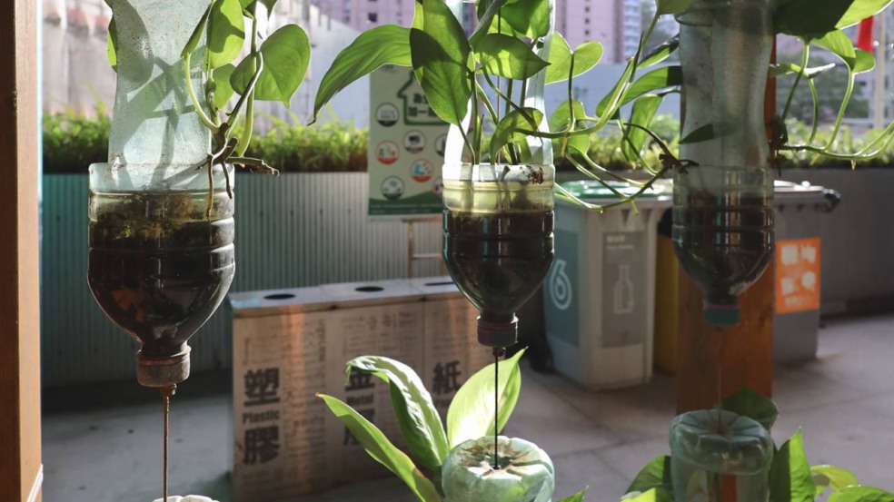 Transforme garrafas PET em horta e colha hortaliças frescas mesmo em espaços apertados Transforme garrafas PET em horta e colha hortaliças frescas mesmo em espaços apertados