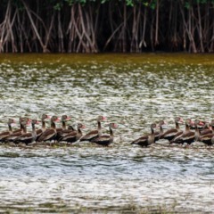 Um destino incrível na Região Norte que os brasileiros precisam conhecer