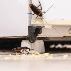 Como preparar a casa antes de viajar para evitar mofo e insetos