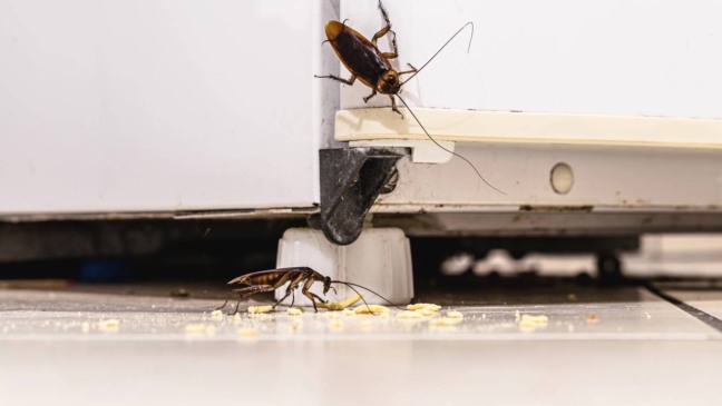 Como preparar a casa antes de viajar para evitar mofo e insetos