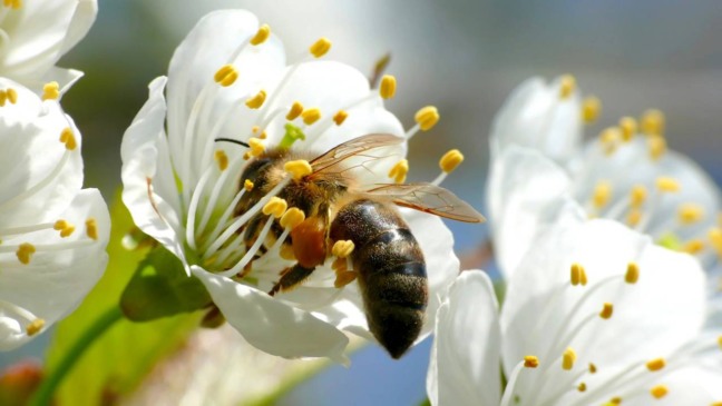 Organizar um espaço pensado para abelhas envolve mais do que escolher flores bonitas - Créditos: depositphotos.com / TesAnka