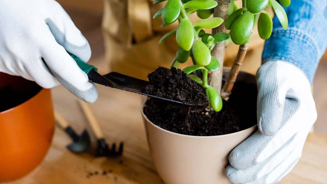 Canto verde feito em pequeno espa&ccedil;o com plantas resistentes e vasos reutilizados