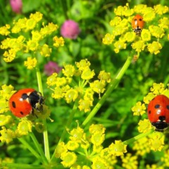 Entre as espécies mais citadas estão plantas com flores simples e abertas - Créditos: depositphotos.com / Inventor