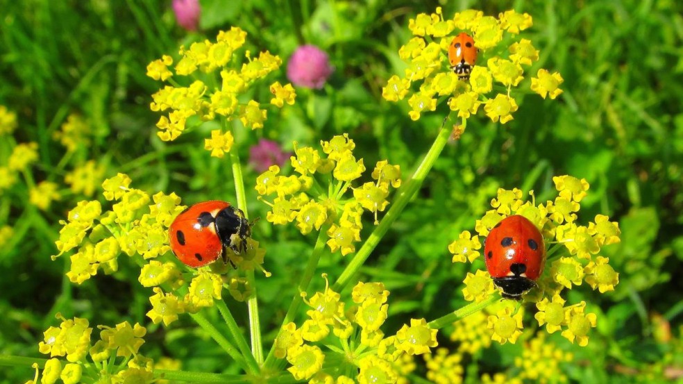 Entre as espécies mais citadas estão plantas com flores simples e abertas - Créditos: depositphotos.com / Inventor