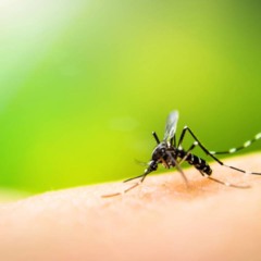 O mosquito da dengue é o vetor de várias doenças endêmicas no Brasil.