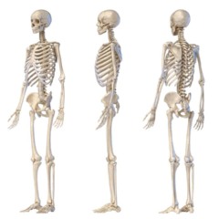 O fortalecimento dos ossos começa antes dos primeiros sinais de osteoporose.