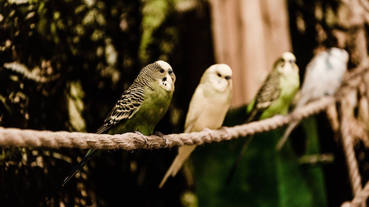 Por que o canto matinal dos passarinhos &eacute; t&atilde;o especial?