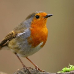 Por que o canto matinal dos passarinhos é tão especial?