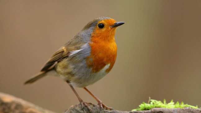 Por que o canto matinal dos passarinhos é tão especial?