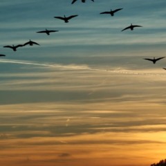 Muitas espécies utilizam esse movimento para se orientar - Créditos: depositphotos.com / zizar