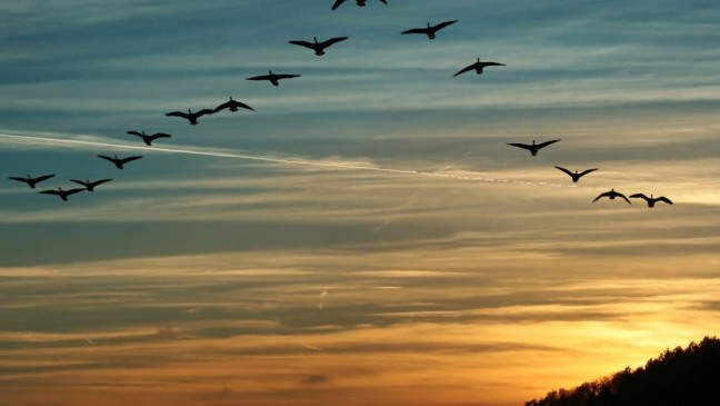 Muitas espécies utilizam esse movimento para se orientar - Créditos: depositphotos.com / zizar